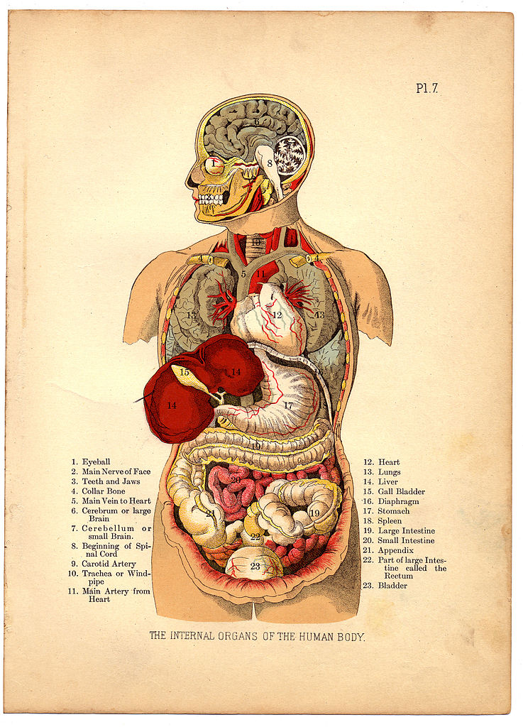 organs
